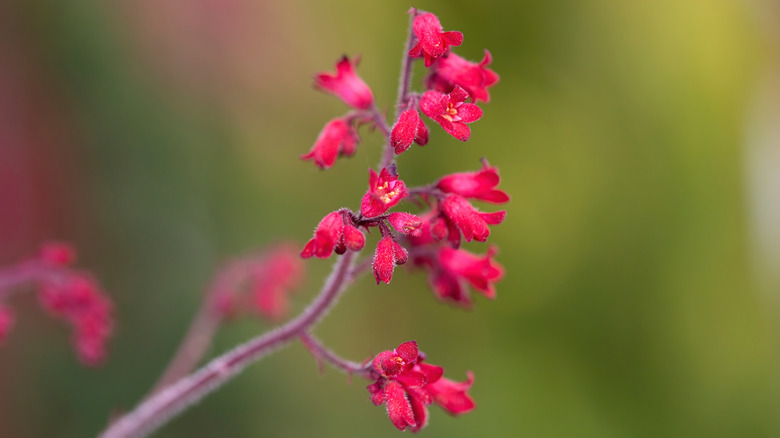 Pink flowers of coral bells (Heuchera sanguinea)