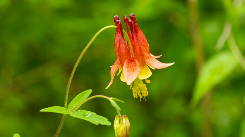 A single Eastern red columbine flower