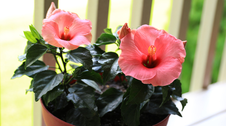 Hibiscus growing in a pot with flowers