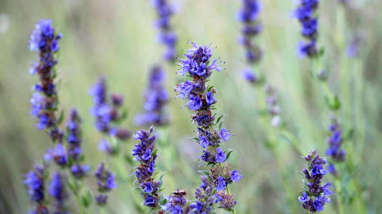 Close-up of Hyssop officinalis flowers
