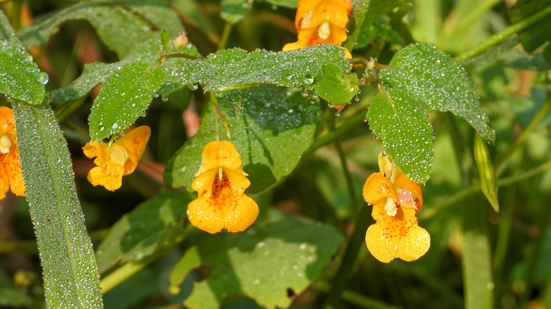 Jewelweed with wet leaves and flowers