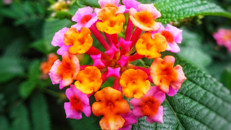 Close-up of pink and yellow lantana camara flower