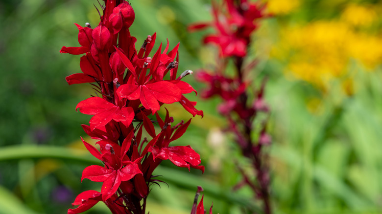 Close-up of the red flowers of cardinal flower