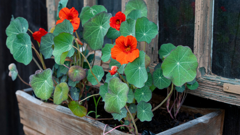 Nasturtium in window box