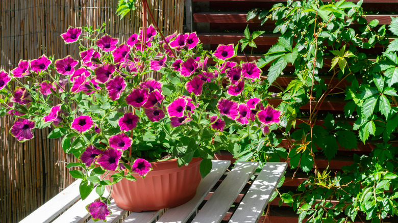 Blooming petunia in a pot