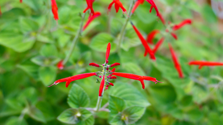 Red flowers of pineapple sage