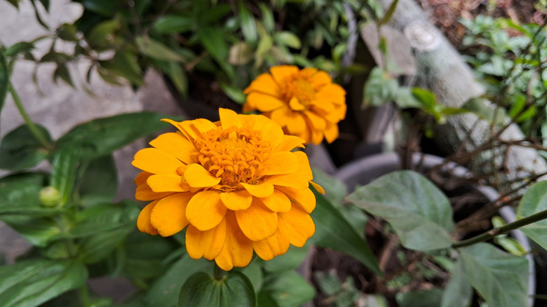 Close-up of zinnia 'Zahara' variety in a pot
