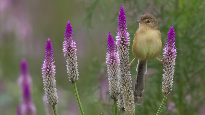 Anise hyssop in bloom and bird.