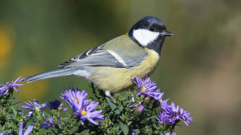 Great tit on purple asters in bloom.