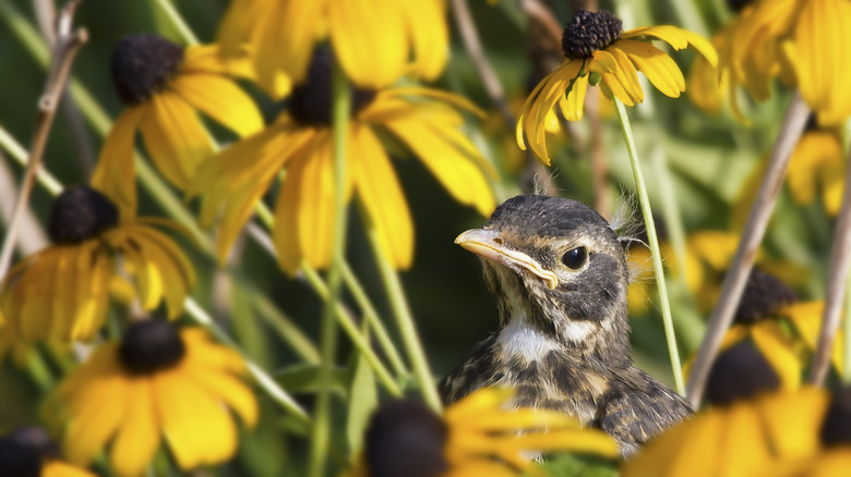 Young robin in a patch of black-eyed Susans.