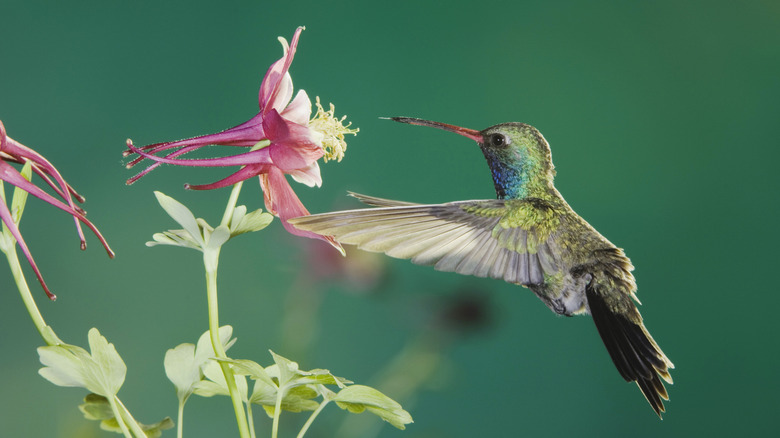 Hummingbird sipping nectar from columbine flower.