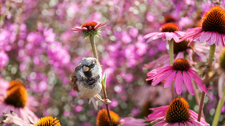 House finch on coneflowers.