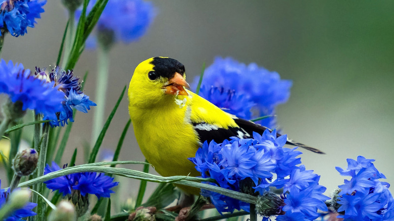 Goldfinch perched among blue cornflowers.