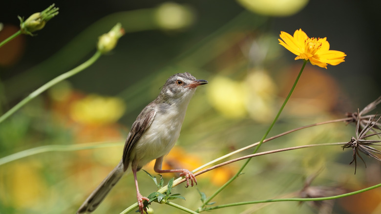Bird perched amid yellow cosmos going to seed