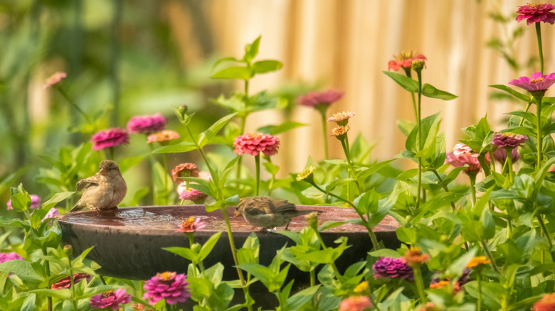 Finch on birdbath amid zinnias.