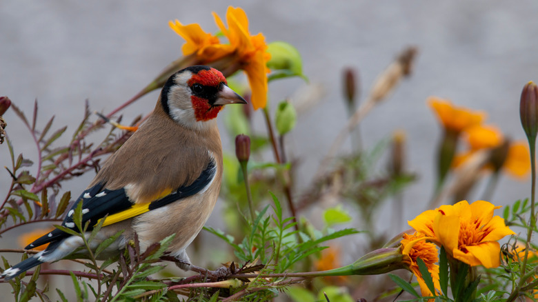 Finch eating marigold seeds.