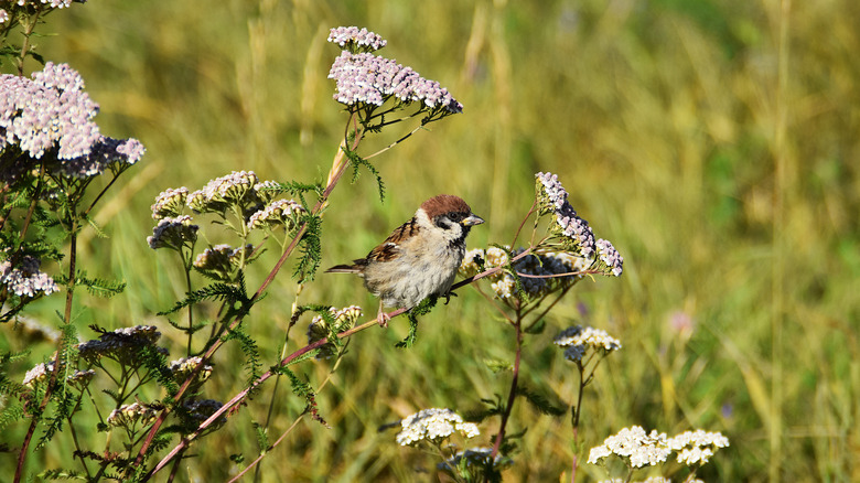Sparrow perched on yarrow flowers.