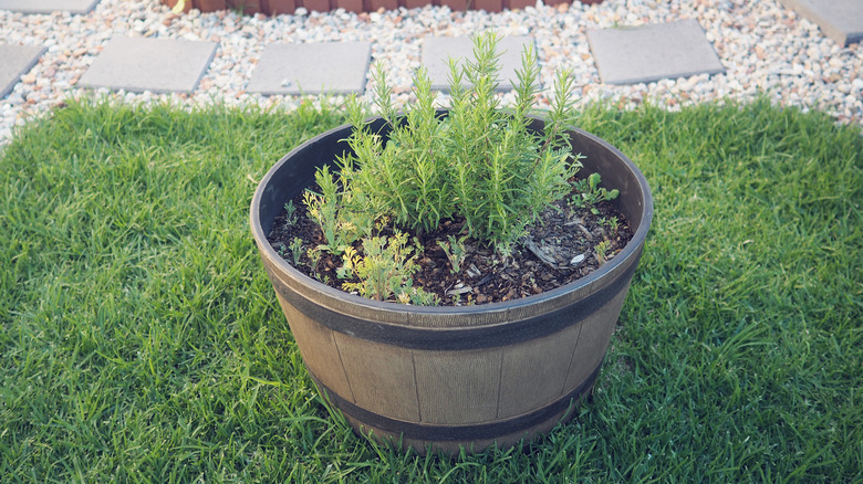 Wine barrel with a variety of herbs