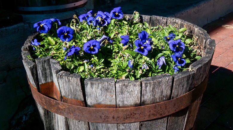 Colorful pansies in wine barrel