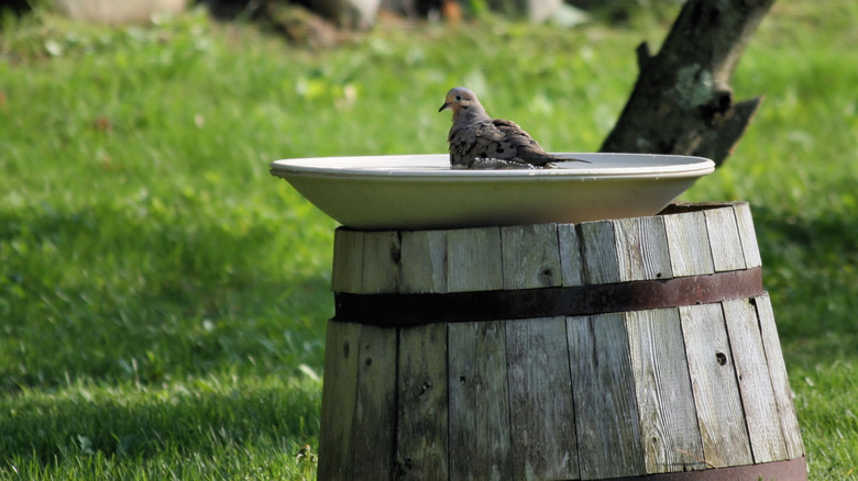 Bird bath made from a wine barrel with bird sitting in the top
