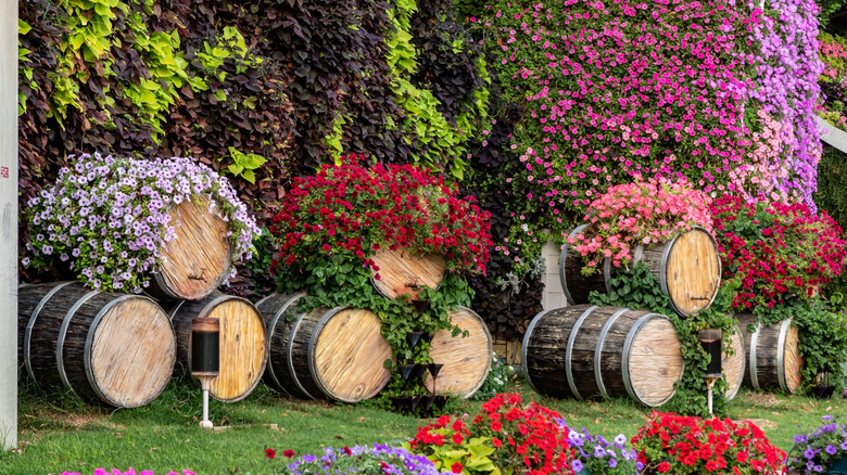 Wine barrels as planters