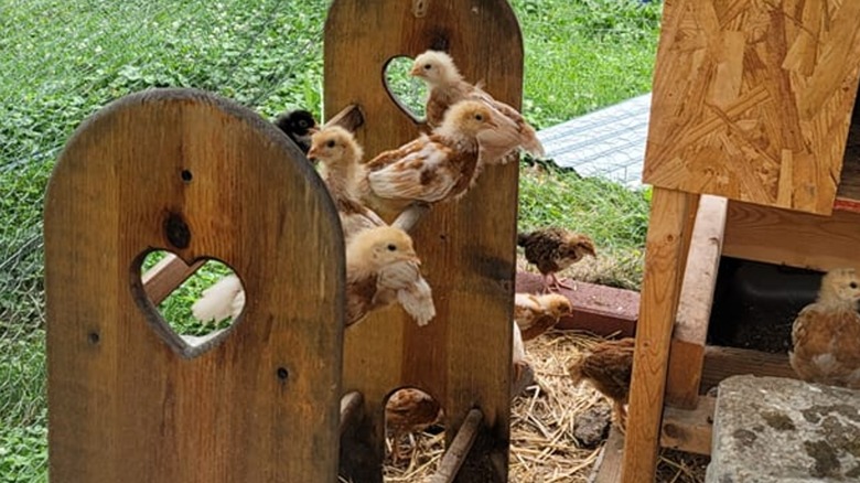 Wooden quilt rack in fenced chicken coop with young chicks on top of it