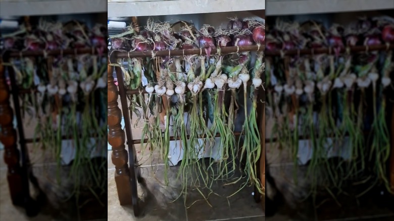 Freshly-harvested onions and garlic bulbs drying on a quilt rack