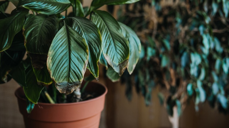 Curled, damaged foliage