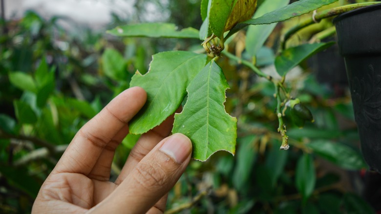 Torn houseplant foliage
