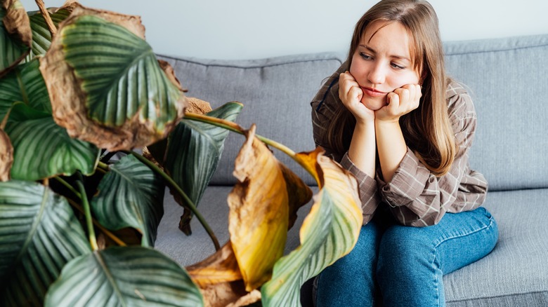 Woman looking at unhealthy houseplant