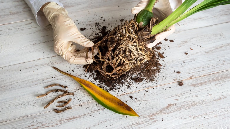 Plant with root rot