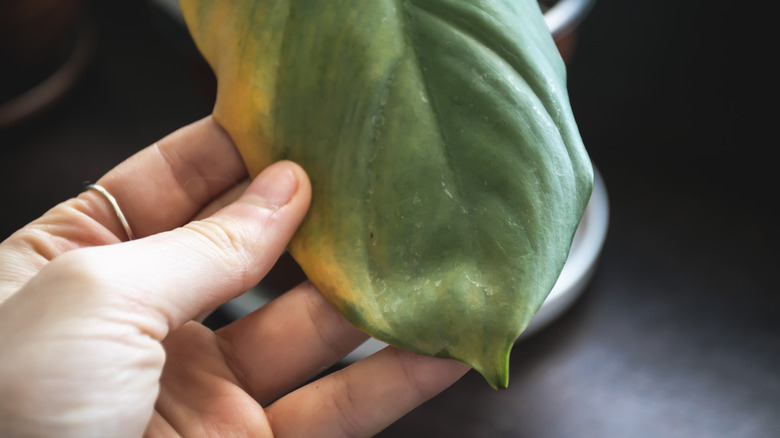 Yellowish, pale foliage leaves