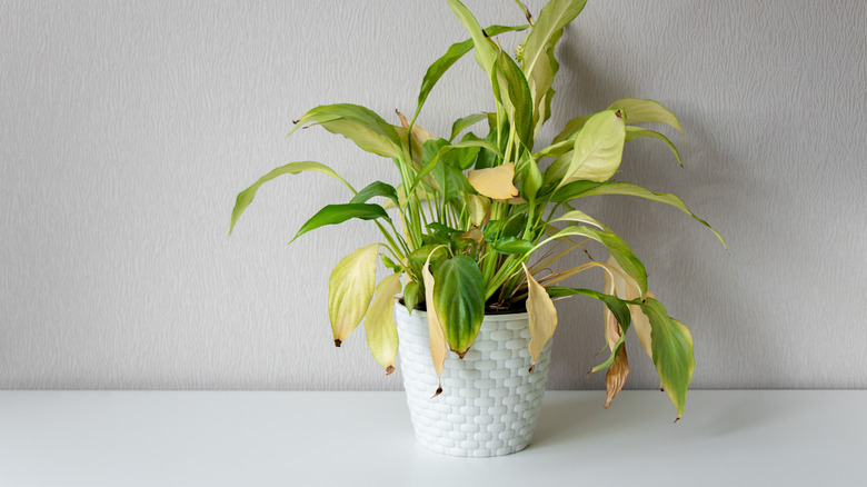 Wilted houseplant foliage