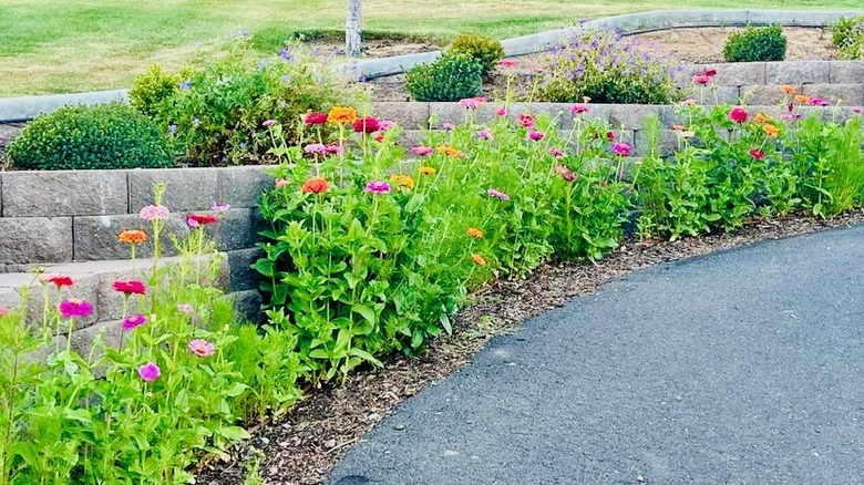 Zinnias against a wall border a driveway.