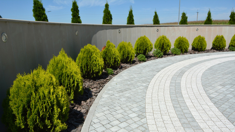 Thuja shrubs, which will eventually form a hedge, line a driveway.