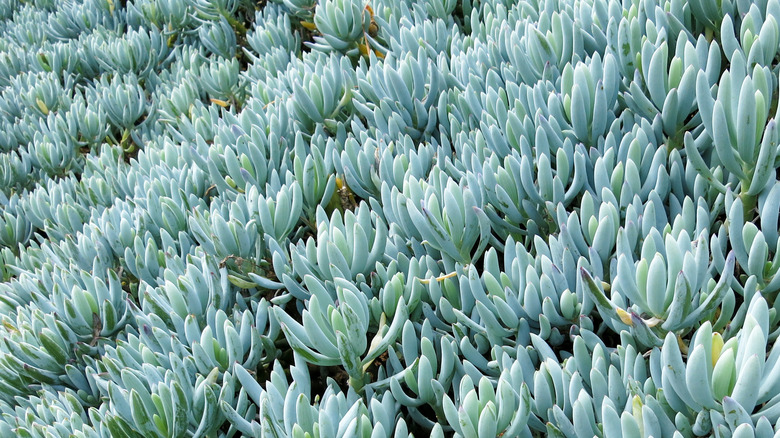 Blue chalksticks in a yard