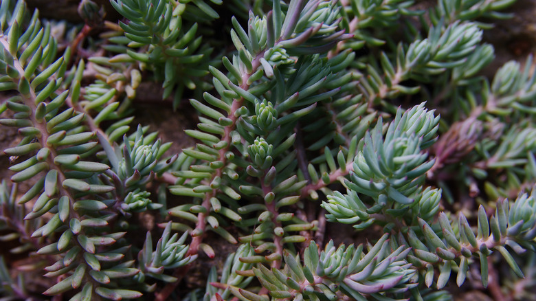 Blue spruce sedum succulents