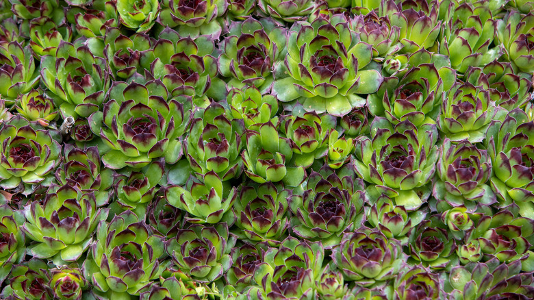 Common houseleek succulent groundcover
