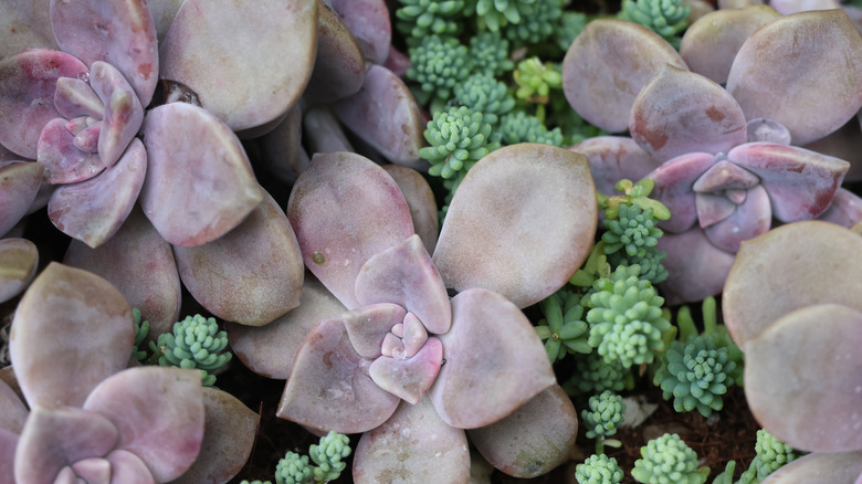 Close-up of the 'Purple Haze' ghost plant growing alongside other succulents