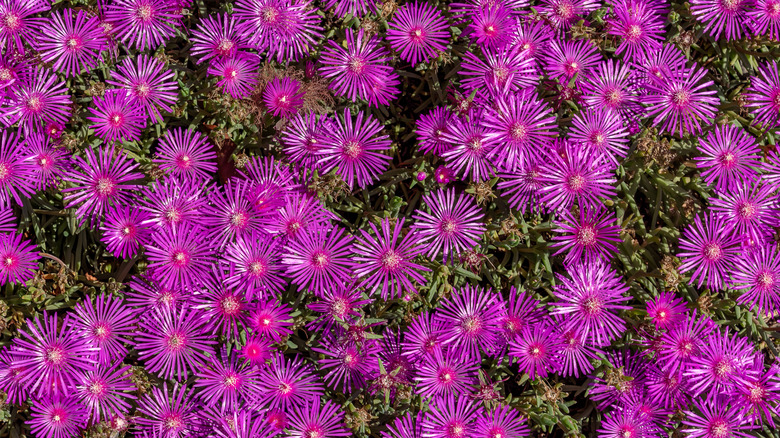 Hardy ice plant flowers with bright purple blooms