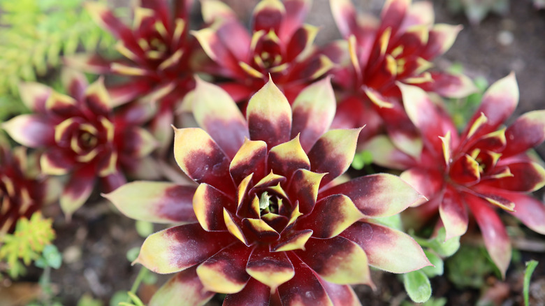 Close-up of the 'Gold Mine' houseleek