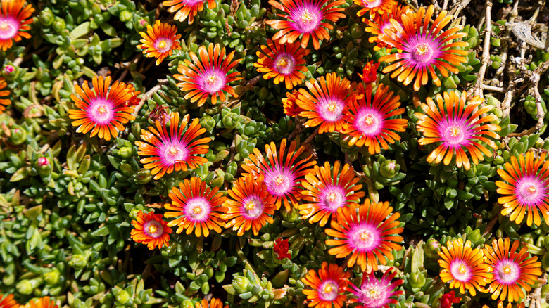 'Fire Spinner' ice plant