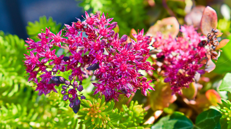 Close-up image of sedum 'Dazzleberry' and sedum 'Angelina'