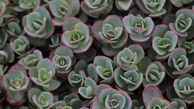 Sedum 'Lime Zinger' succulents