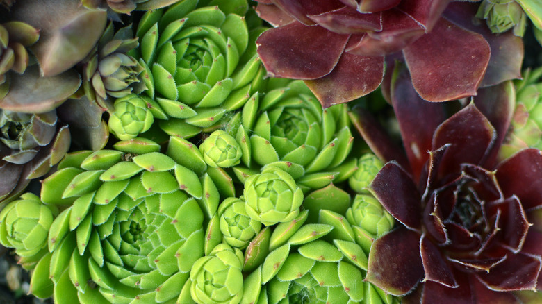 Hens and chicks succulents of different colors