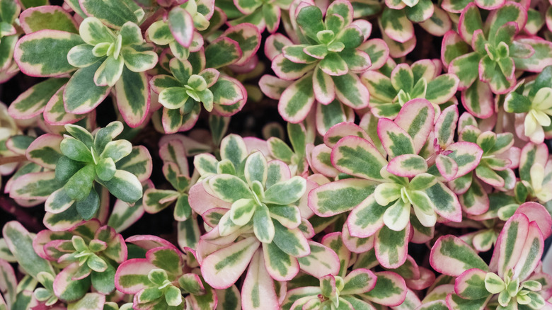 Closeup of 'Tricolor' stonecrop