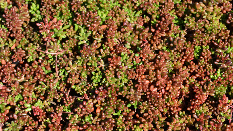 White stonecrop 'Coral Carpet' succulent