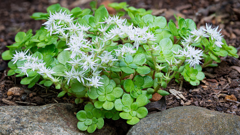 Wild stonecrop with white, pinkish blooms