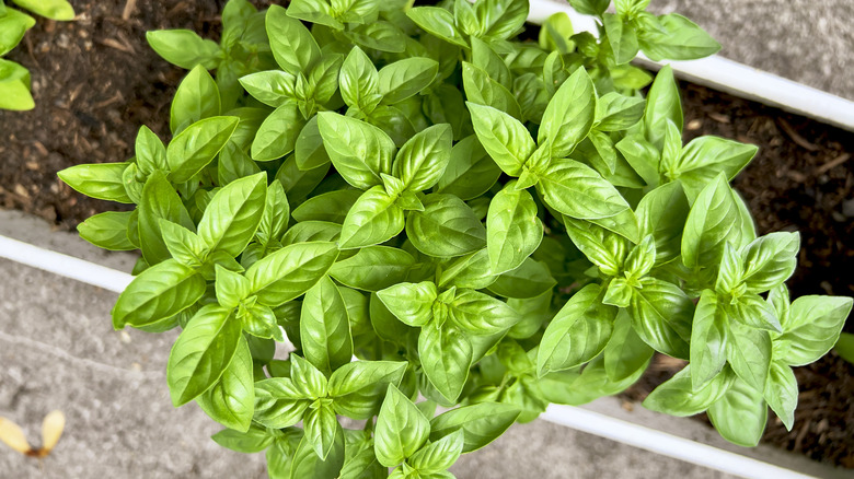 basil growing in a garden box