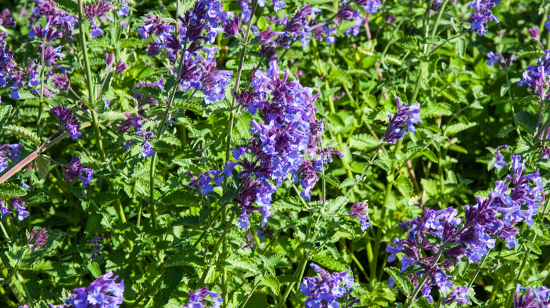 catnip with purple flowers